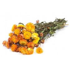 HELICHRYSUM Natural Orange-OUT OF STOCK